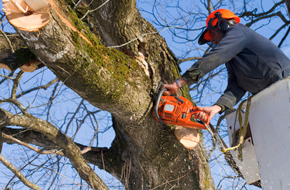 tree trimming