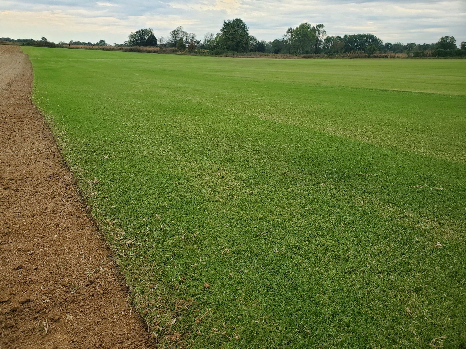 Bermuda Grass Bermuda Grass for Lawn Smyrna, TN
