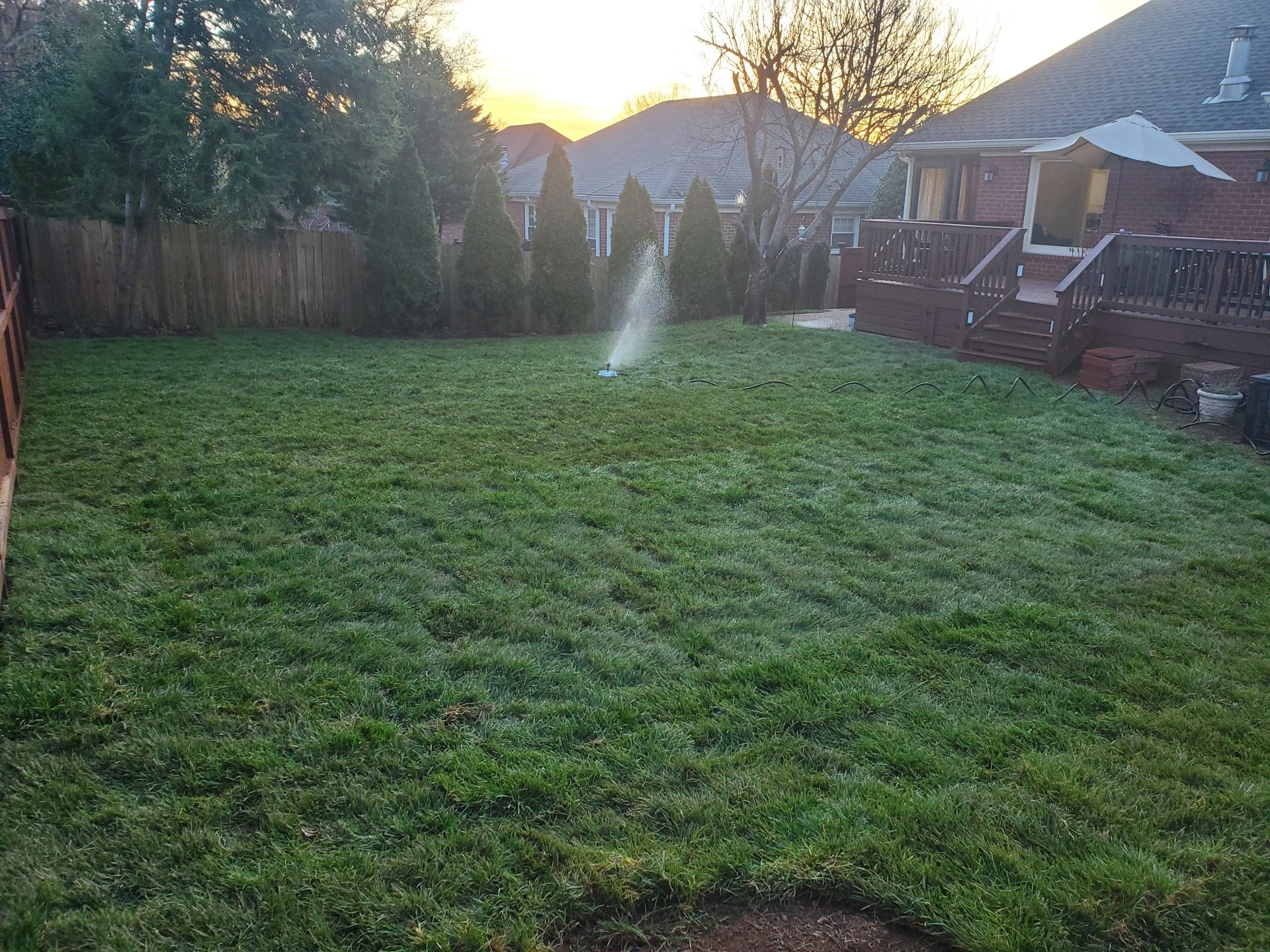 Fescue Grass Tall Frescue for Lawn Smyrna, TN