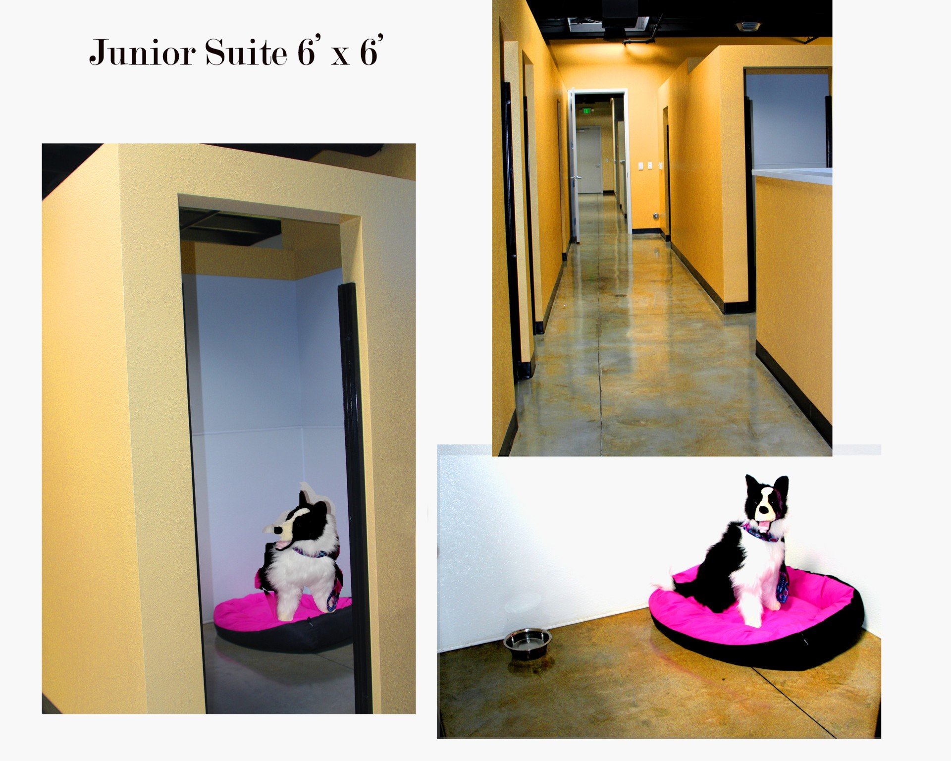 Pet Hotel Pet Boarding Palm Desert, CA