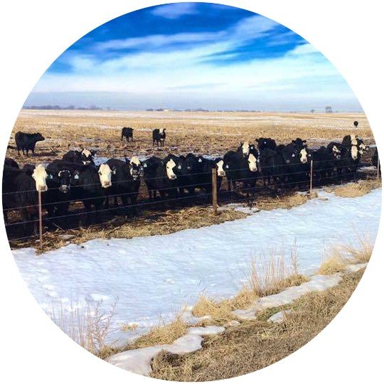 Pleasant Lake Veterinary Clinic Plankinton, SD