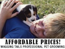 Pet Grooming - Chino, CA - Wagging Tails Professional Pet Grooming