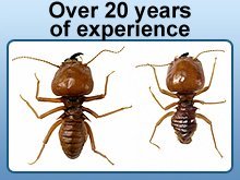 Pest Control - Lubbock, TX - Pinkston's Pest Control
