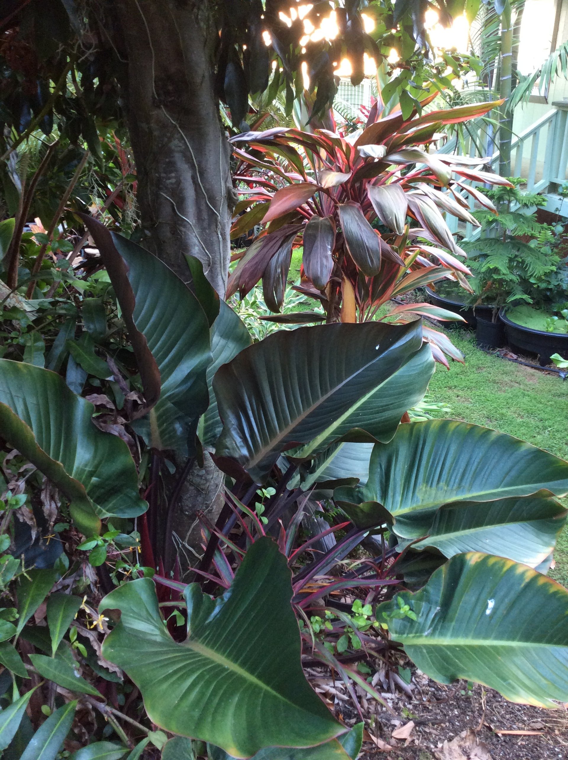 Sunrise Nursery LLC Plants Nursery Kailua Kona, HI