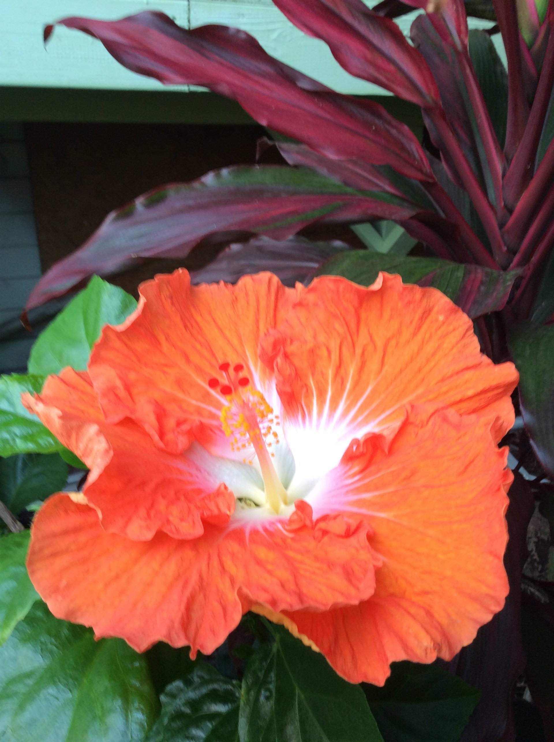 Sunrise Nursery LLC Plants Nursery Kailua Kona, HI