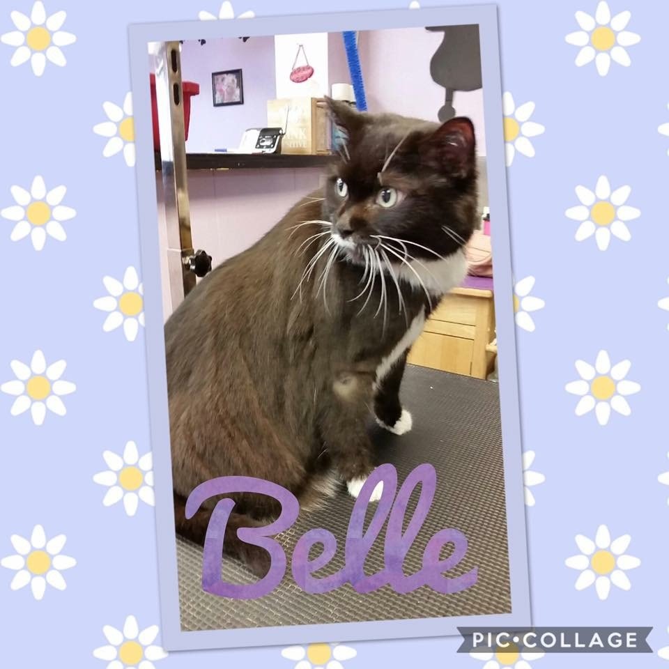 Paws & Claws Pet Grooming and Boarding Photo Gallery Iron Mountain, MI