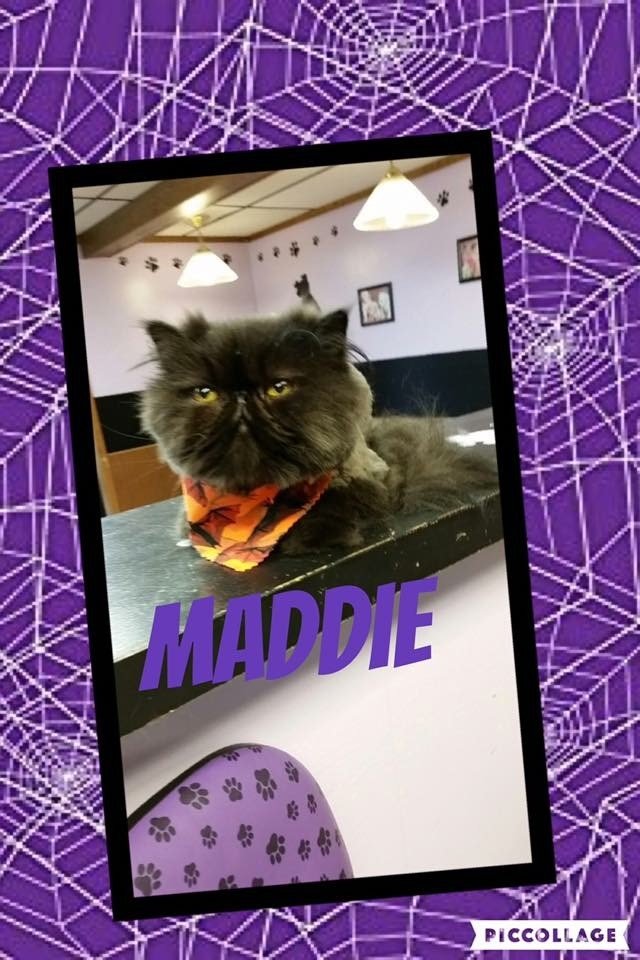 Paws & Claws Pet Grooming and Boarding Photo Gallery Iron Mountain, MI