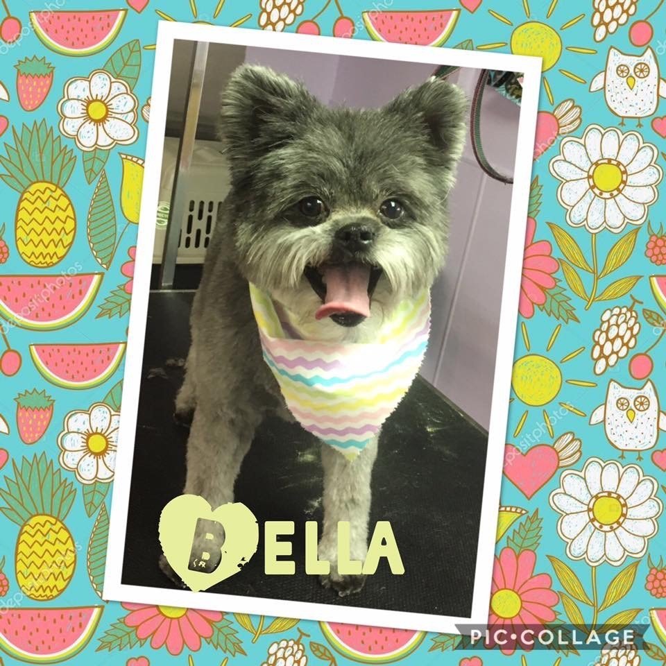 Paws & Claws Pet Grooming and Boarding Photo Gallery Iron Mountain, MI