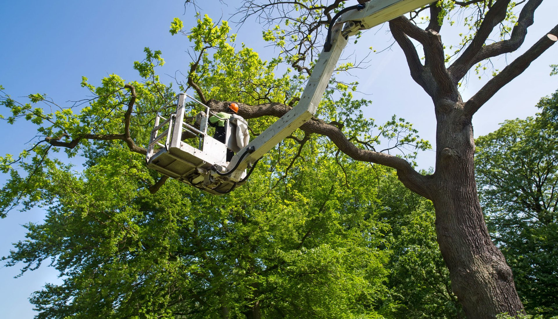 Cortez Tree Care Inc Tree Service North San Diego, CA