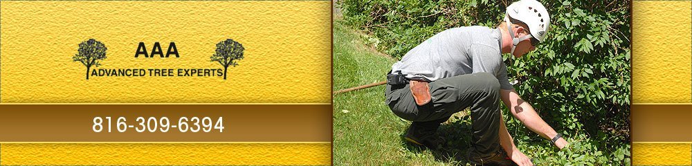 tree service kansas city overland park tree services kansas city mo aaa advanced experts tree service kansas city overland park tree services kansas city mo aaa advanced experts