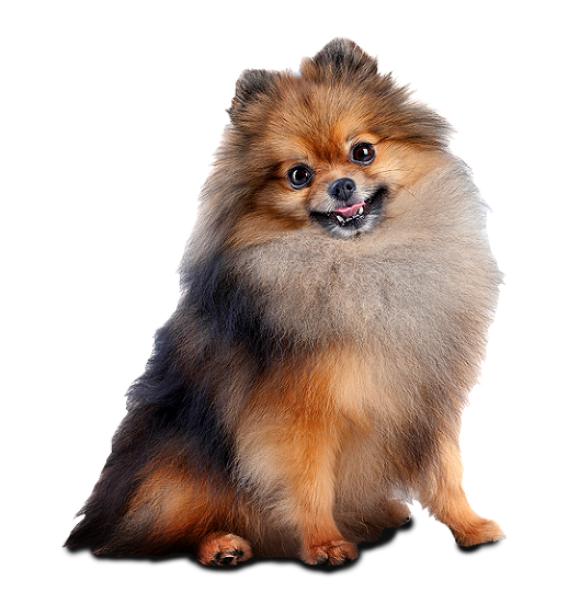 Contact Yardley Animal Kennels Yardley, PA