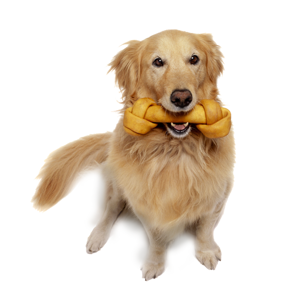 Boarding Services Dog Kennel Cattery Yardley, PA