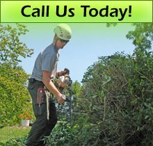 Arborist - Freetown, MA - Marc St. Laurent Complete Tree Service