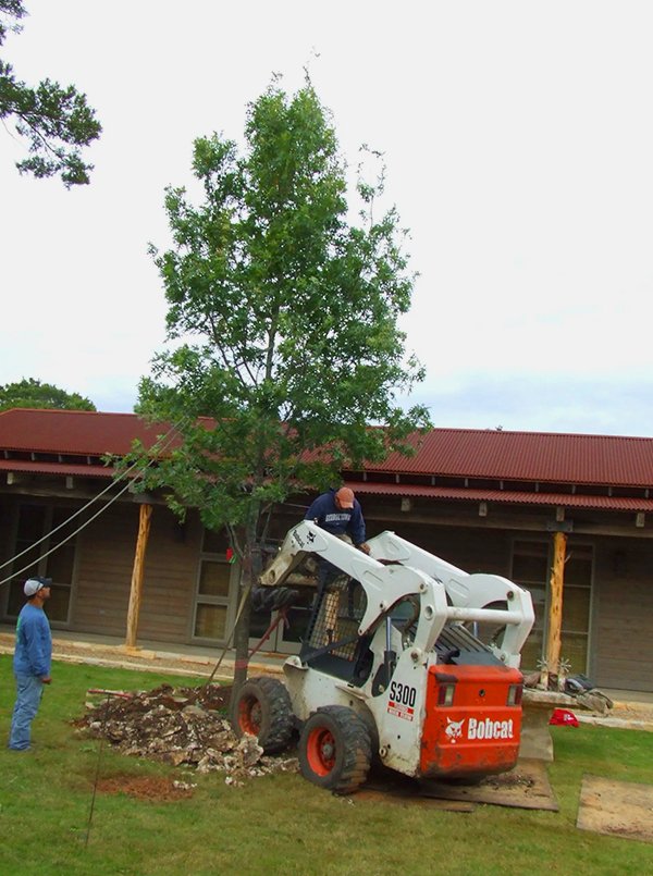 Tree Sales Crape Myrtle Waco, TX