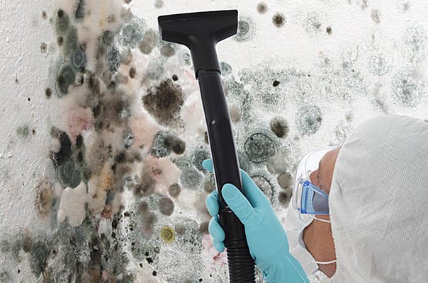 mold removal gold coast Mould removal