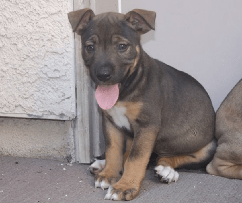 Canine Advanced Training Services Las Vegas Las Vegas, NV