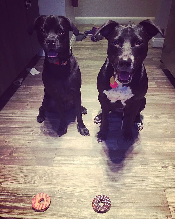 Canine Advanced Training Services Las Vegas Las Vegas, NV