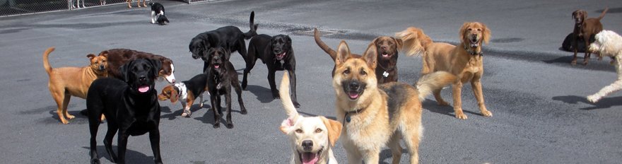 Dog Grooming Woodland Wa Dog Grooming Woodland Wa