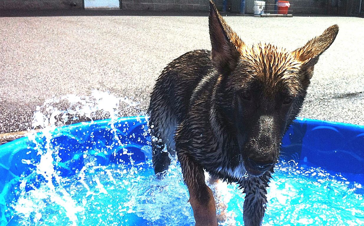 The Dog Zone Daycare & Boarding for Dogs Longview, WA