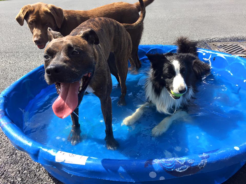 The Dog Zone Daycare & Boarding for Dogs Longview, WA