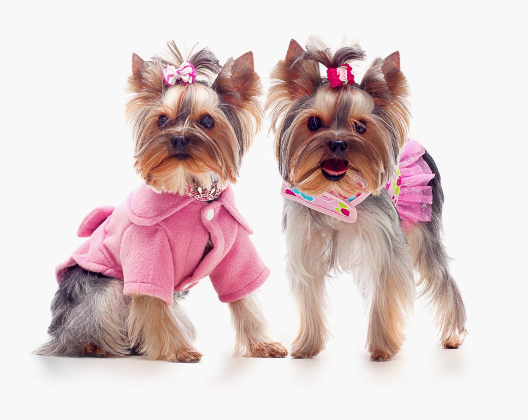 For Paws Only Pet Resort Inc Pet Care Dothan, AL